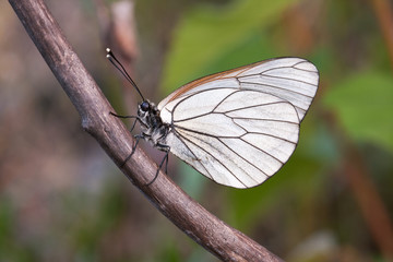 Obraz na płótnie Canvas white butterfly on a branch with a green background