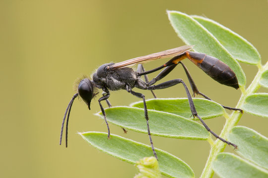amofila wasp on grass