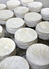 Camembert Herstellung