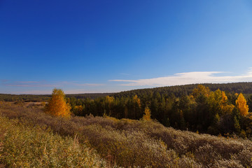 Fototapeta premium treetops autumn sun in clouds