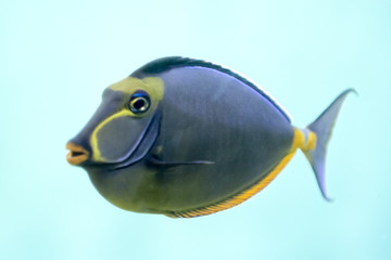 Obraz premium Tropical Fish Naso Tang
