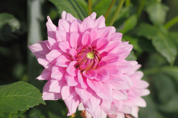 Blühende Dahlien