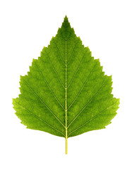 Green leaf birch (symmetrical)  on a white background isolated with clipping path.  Nature. ...