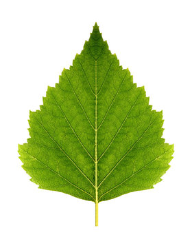 Green leaf birch (symmetrical)  on a white background isolated with clipping path.  Nature.  Closeup with no shadows. Macro.