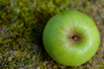 Herbstlicher Apfel grün