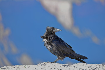 Corbeau, Grand Canyon