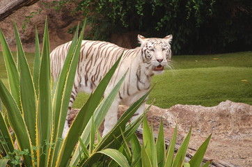 Biały tygrys w Loro Park na Teneryfie - obrazy, fototapety, plakaty
