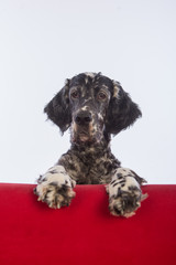 dog portrait, English setter
