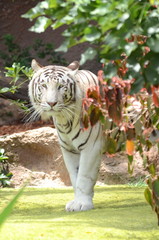 Biały tygrys w Loro Park na Teneryfie