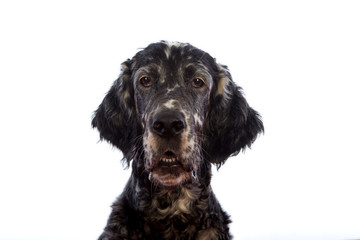 dog portrait, English setter
