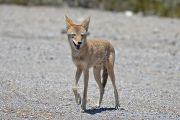 Coyote, vallée de la mort
