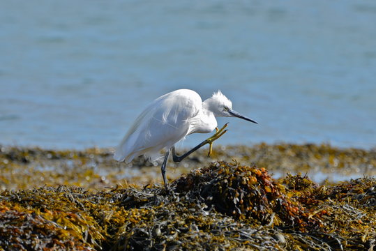 L'aigrette se gratte