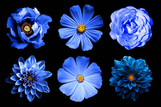 Fototapeta Mix collage of natural and surreal blue flowers 6 in 1: dahlias, primulas, rose and peony isolated on black