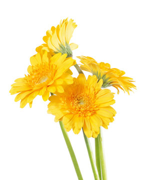 Yellow Germini isolated
