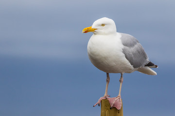 カモメと海 The sea and gull