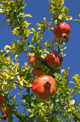 Grenades dans l'arbre