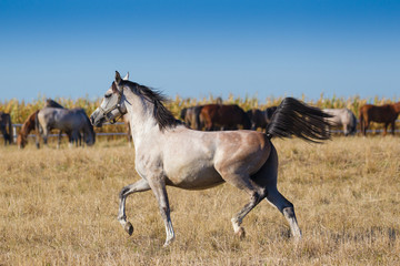 Arabians stallion on the pasture