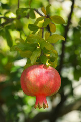 Grenades dans l'arbre