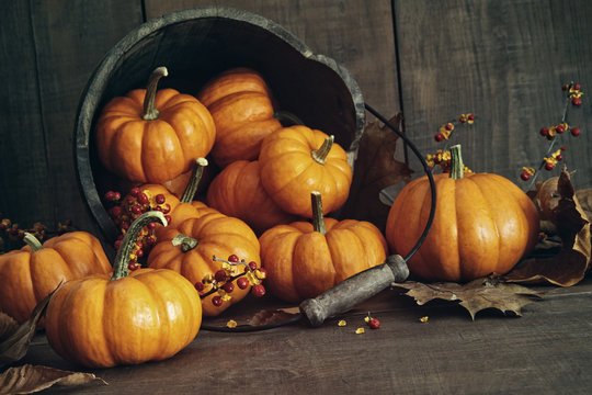 Fall still life with small pumpkins in bucket
