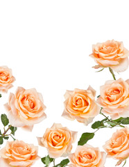 Beautiful  Rose Background