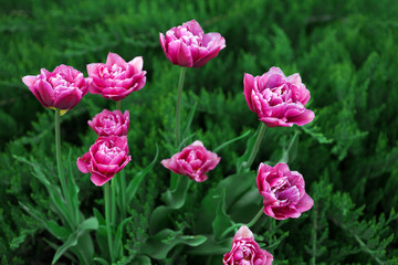 Pink tulips and green grass, outdoors