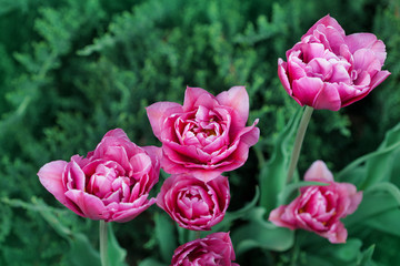 Pink tulips and green grass, outdoors