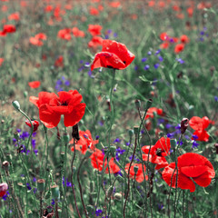 Obraz premium Field of bright red corn poppy flowers in summer