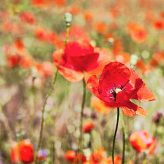 Fototapeta premium Field of bright red corn poppy flowers in summer