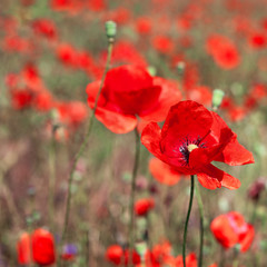 Field of bright red corn poppy flowers in summer