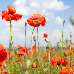 Obraz premium Field of bright red corn poppy flowers in summer