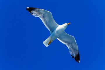 Flying Sea Gull in Blue Sky