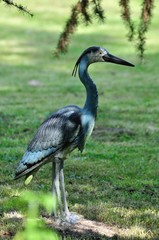 Héron factice debout dans un parc