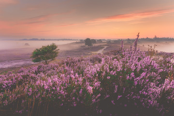 Sunrise over Dutch heath landscape with flowering heather