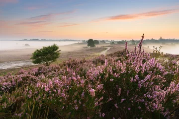 Keuken foto achterwand Bestsellers Landschappen Romantische zonsopgang in een Hollands heidelandschap