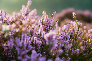 purple heather in the field
