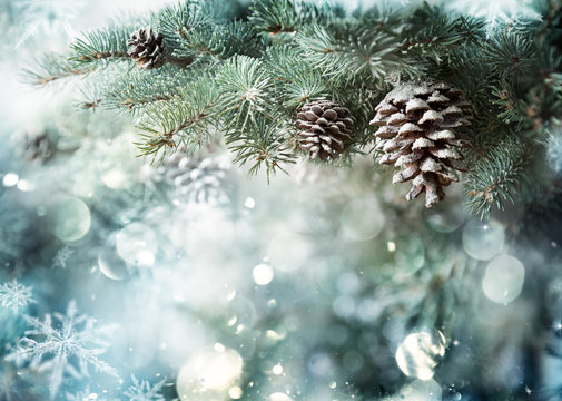 Fir Branch With Pine Cone And Snow Flakes
