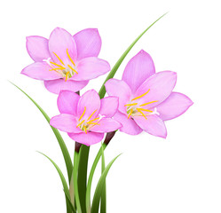 Pink rain lily (Zephyranthes rosea) flower isolated on white background.