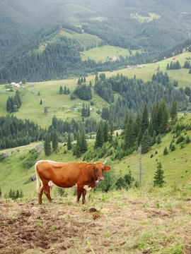 Krowa na pastwisku na wsi. Ukraina. Czarnohora