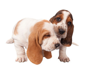 basset hound puppies