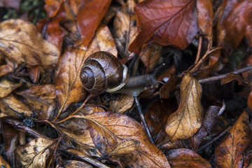 Snail