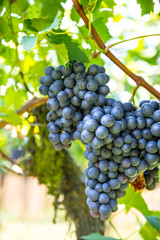 Red grapes with green leaves on the vine. Vine grape fruit plant