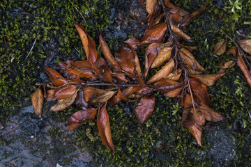 Wet leaves and moss