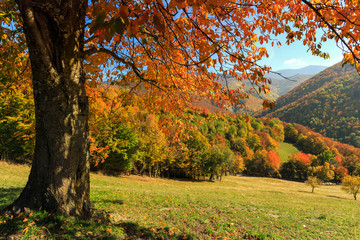 Fototapeta premium Autumn trees in Transylvania