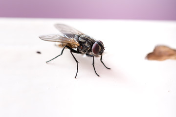 Macro image of home fly