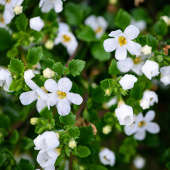 White flowers