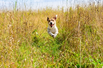 Cute dog running through grass