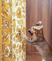 Cat scratching the carpet