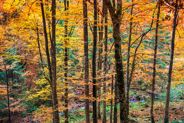 Autumn forest In Romania