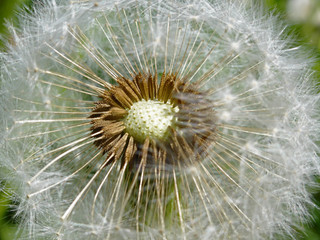 Obraz premium Pusteblume