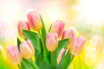 tulip flowers